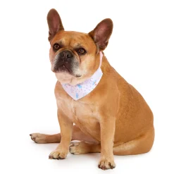 Global Original LittleTwinStars Pet Collar Set (Sanrio Pet Collection)